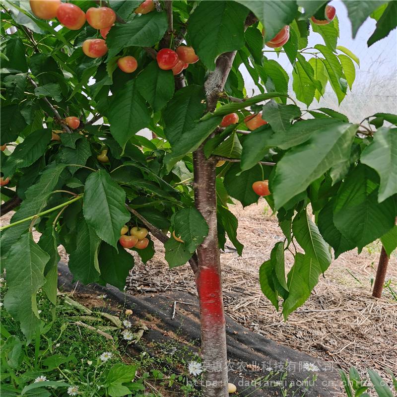惠农农业 红果樱桃苗保湿邮寄 采购中熟樱桃树苗品种