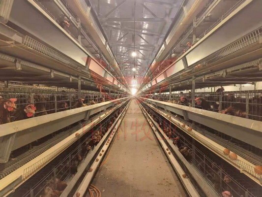 养鸡设备可融资 分期养鸡设备 自动化鸡笼