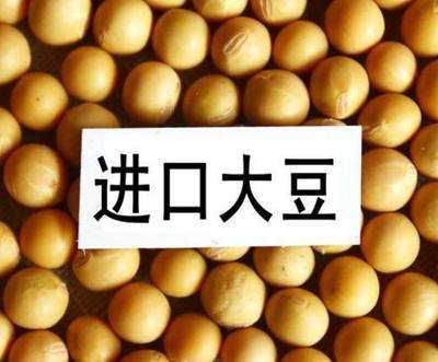 上海豆粕进出口报关