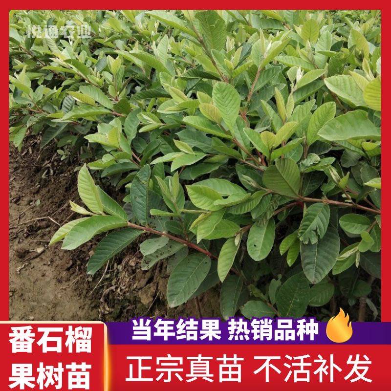 四川番石榴苗新品中国台湾珍珠香甜可口四季开花结果水果树苗