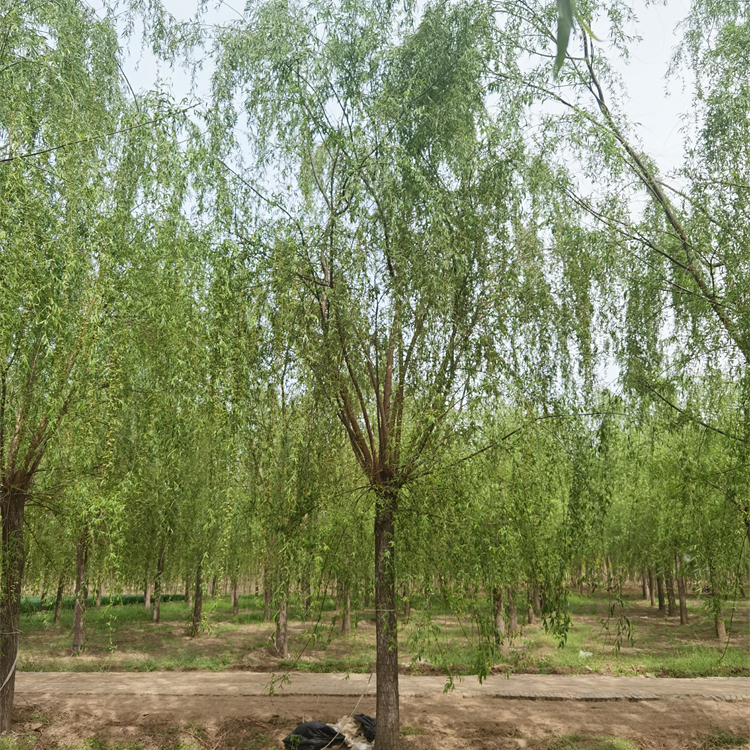 垂柳树基地 基地种植