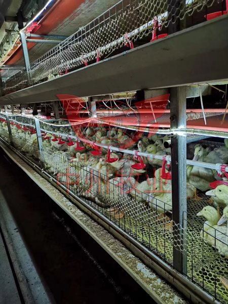 层叠养鸭设备 自动化鸭笼 鸭笼厂家