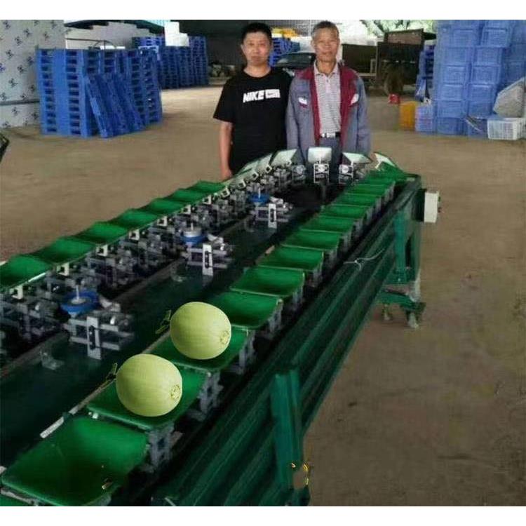 双通道火龙果选果机报价 厂家直供火龙果分拣分级机 龙口4.5米直式选果机供应商