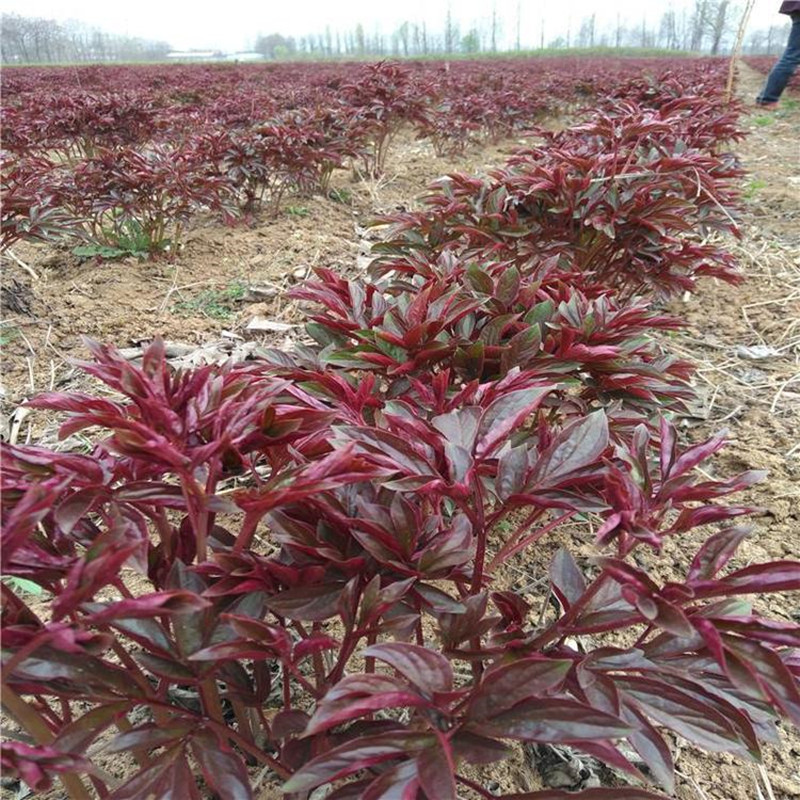 赤芍苗种植方法吴利伟材合作社供应