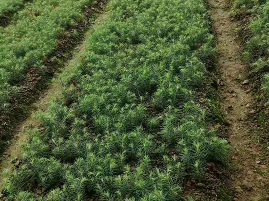 湖北刺槐苗基地_湖北栾树苗哪里有_洪森苗木