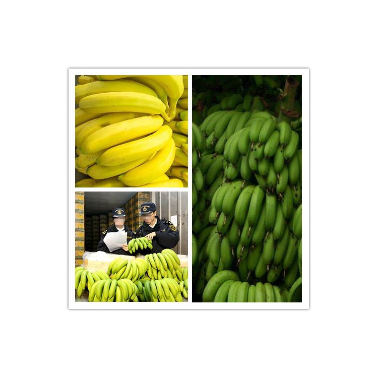 上海进口香蕉清关需要的文件 **一站式进口供应链服务商