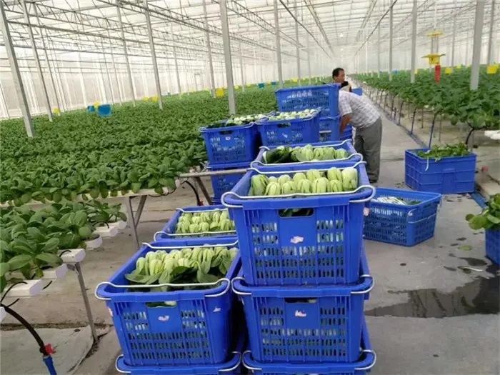 深圳市坑梓食堂配送蔬菜服务公司