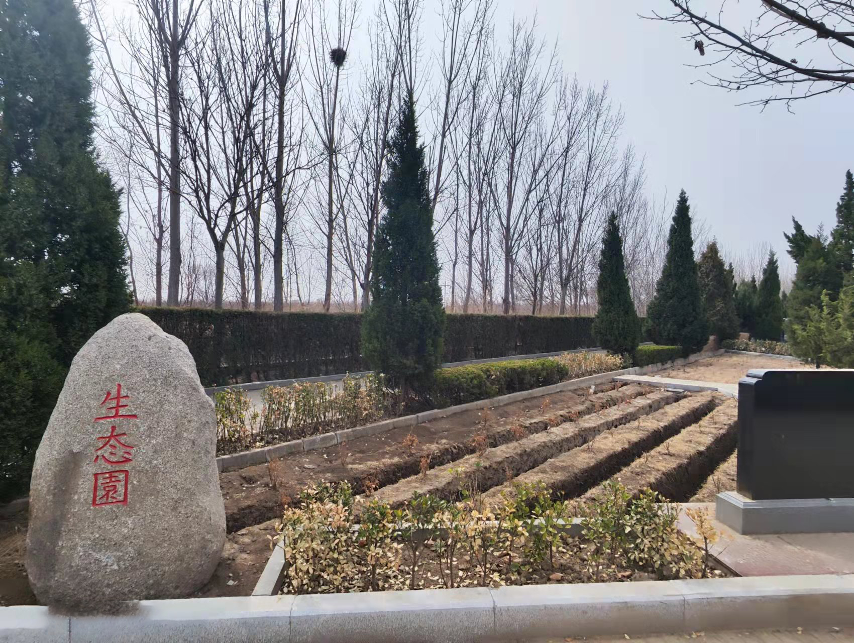 青縣永安陵墓地植樹(shù)葬