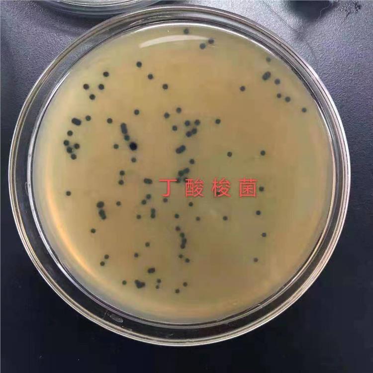 丁酸梭状芽孢杆菌 济南丁酸梭菌生产 高活性菌种