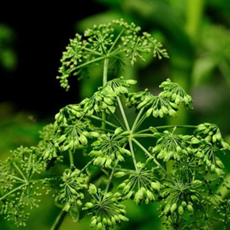 亳州白芷种子价格白芷种子种植什么时间发芽