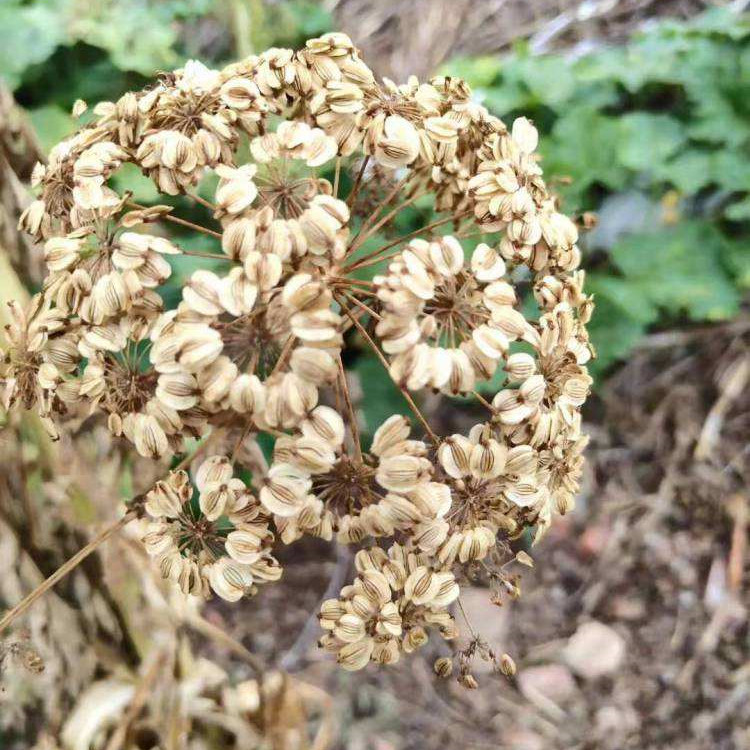 白芷種植時間白芷種子富家種植基地供應