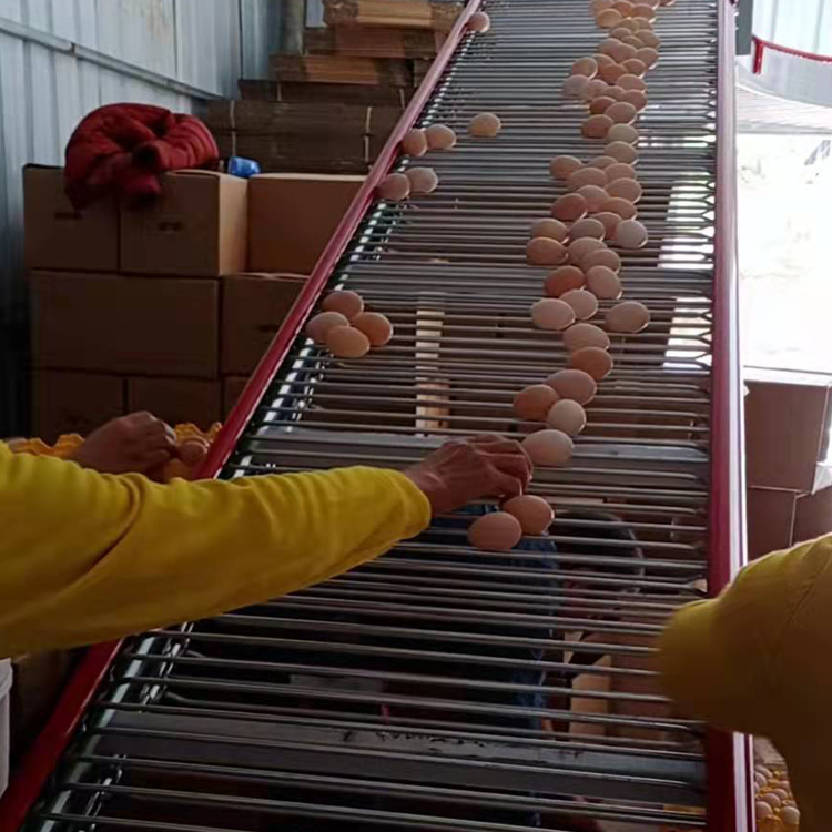 捡蛋机厂家大量宏伟自动捡蛋机 支持定制各种规格集蛋设备