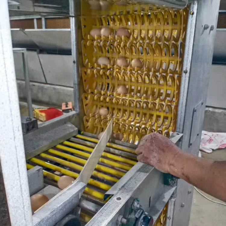 捡蛋机鸡场设备——自动捡蛋机生产厂家|捡蛋机价格