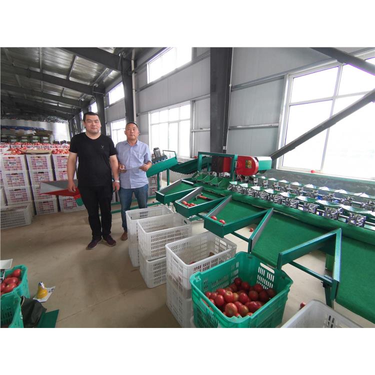 蔬菜自動分揀系統 蒼溪新型水果分選機 工廠