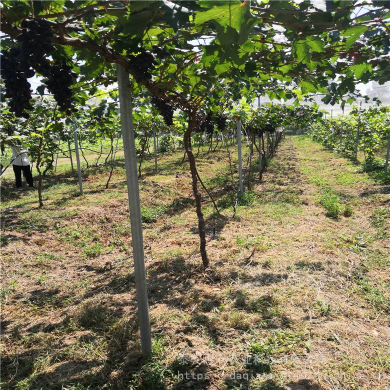 惠农农业 2公分以上的占地葡萄树出售 高度1米以上现挖树苗