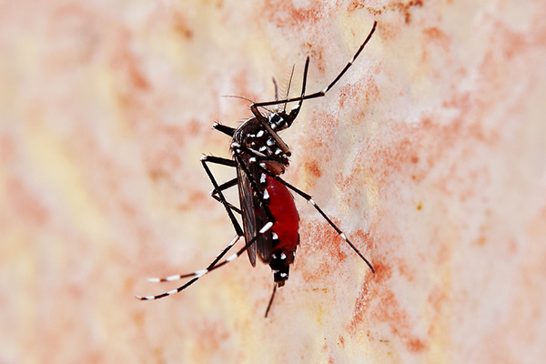 教你怎样有效预防蚊虫叮咬，远离各种病菌