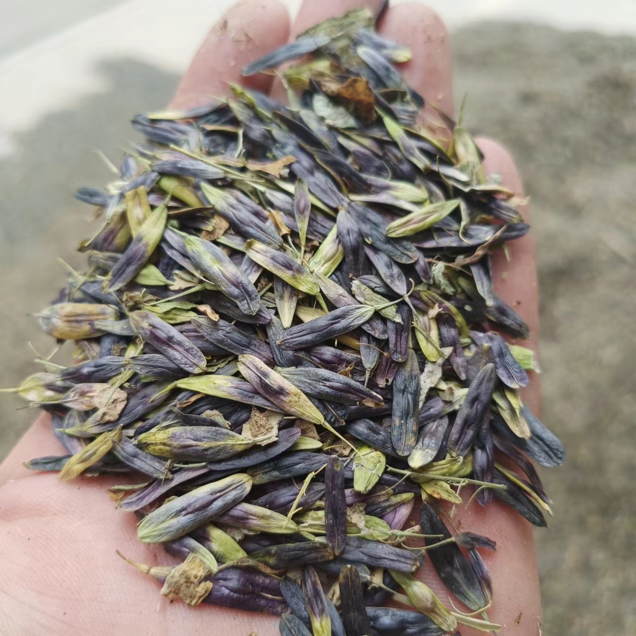 板蓝根种子板兰根籽种植技术