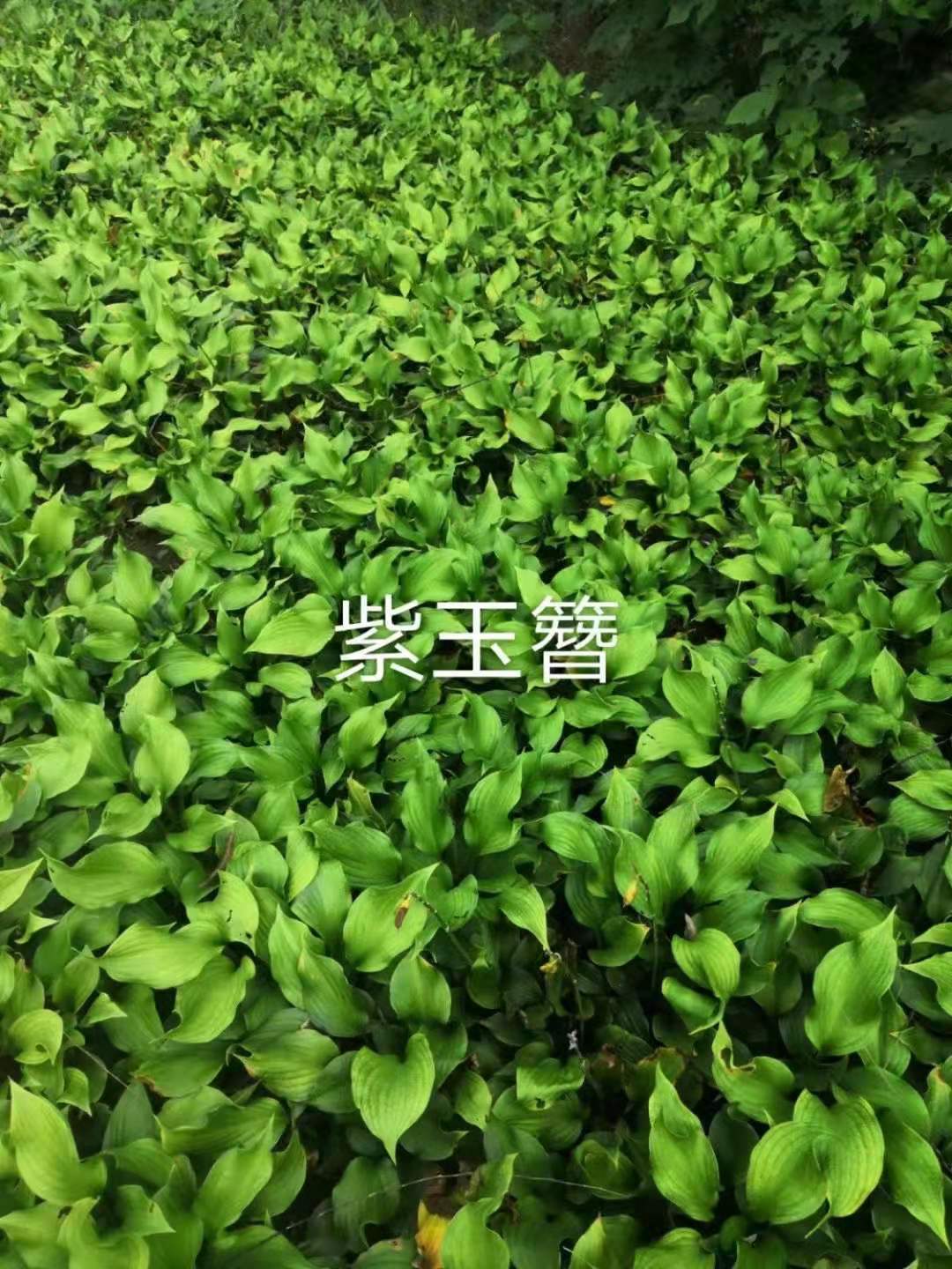 玉簪苗