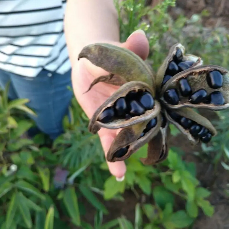 油用牡丹种子种植步骤与田间管理