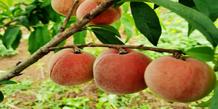 普定流产后必吃的12种水果 六盘水盘州顺风种养殖供应