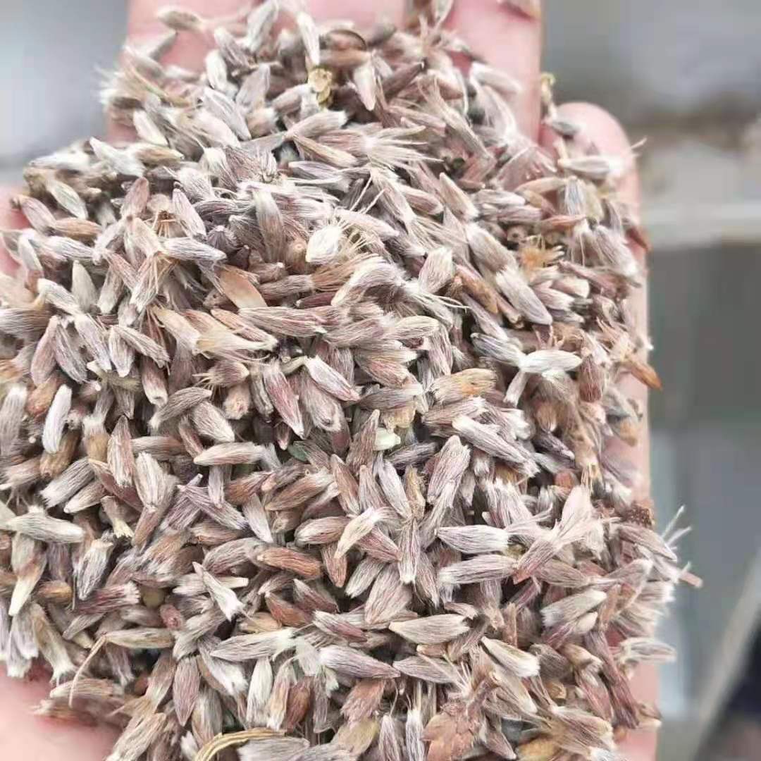 白术种子白术秧苗种植成品包回收