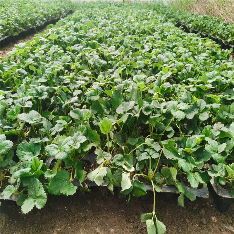 惠农农业 避雨棚繁育品种草莓苗 叶片干净无病虫害穴盘基质