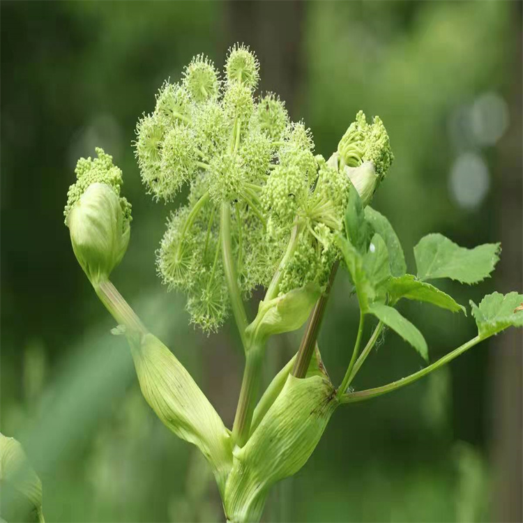 白芷种子白芷籽育苗时间