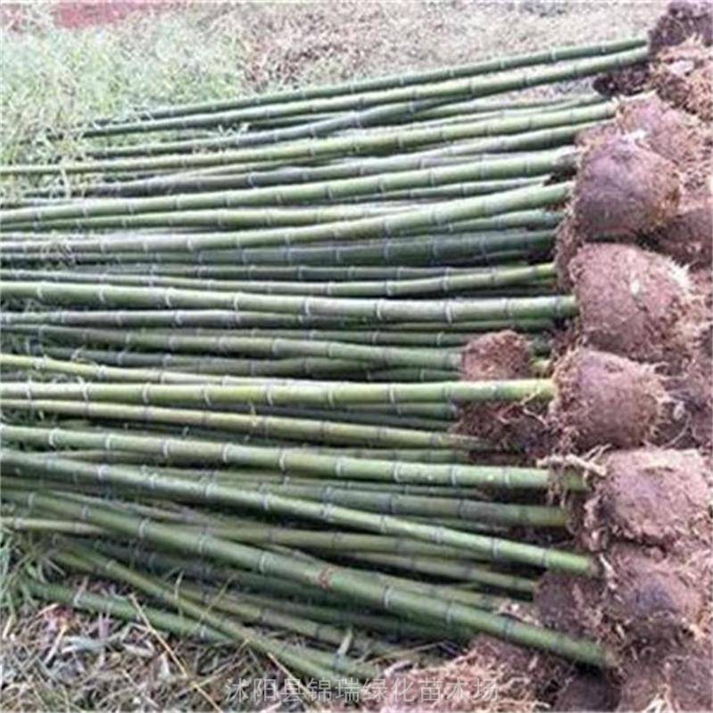 便宜的青刚竹 2公分3公分4公分青刚竹产地直发 耐寒竹子专卖