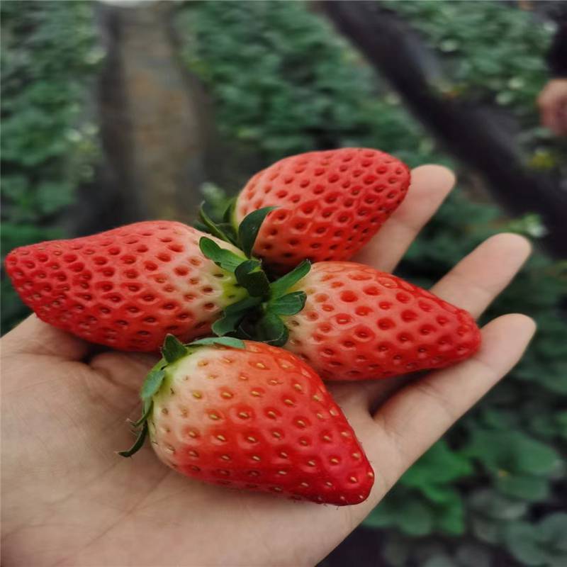 惠农农业 大棚奶油草莓苗出售 无病虫害三叶一心加冰运输