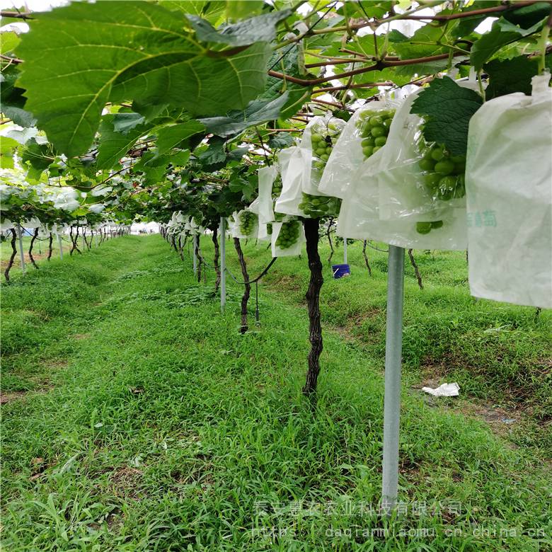 定向嫁接5bb根系阳光玫瑰葡萄树苗 品种纯包成活 惠农农业