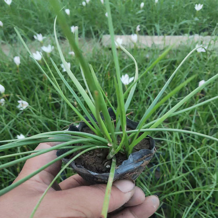 青州葱兰袋苗批发 多年生宿根花卉种植基地