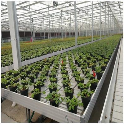 温室大棚**蔬菜种植床水肥一体潮汐式灌溉苗床量尺定制