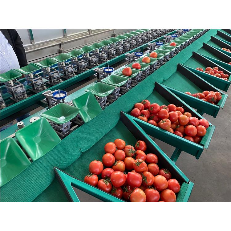 全自动西红柿分选设备 早熟桃子分选机 选果机性能介绍
