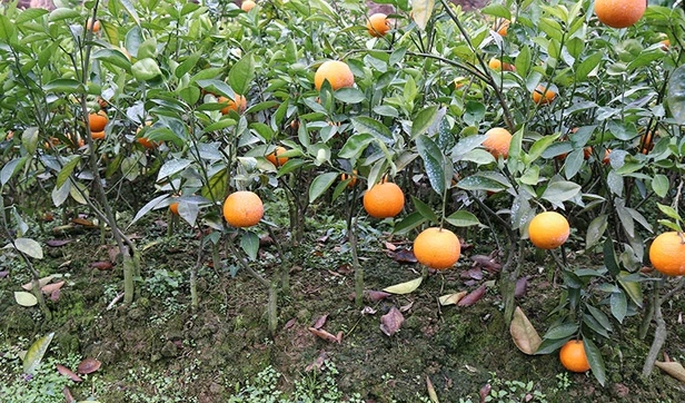 米哈亚柑橘树苗，象山橘子新品种