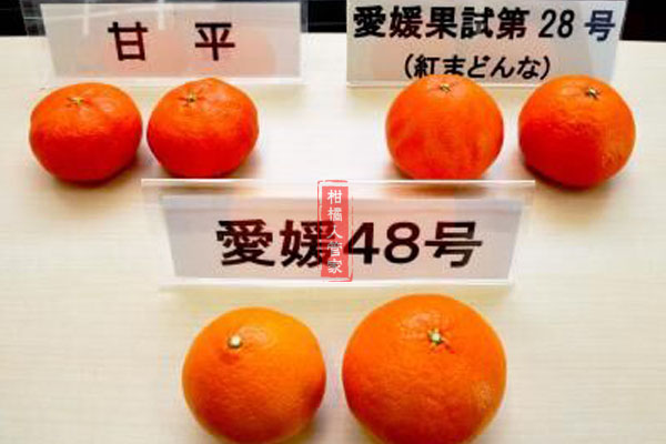 象山爱媛48号红公主，日本柑橘新品种，浙江桔子苗批发