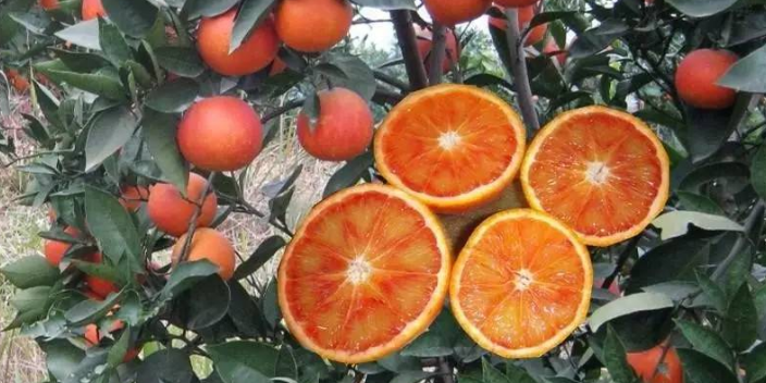 铜梁区种植血橙 服务为先 康山水果合作社供应