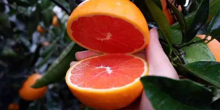 铜梁区晚熟血橙种植 创造辉煌 康山水果合作社供应