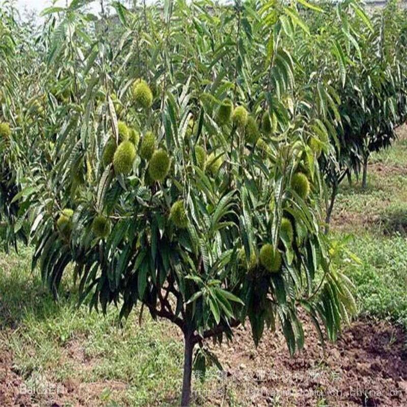 泰山红油香椿树苗 大棚种植反季节上市 惠农农业香椿种子出售