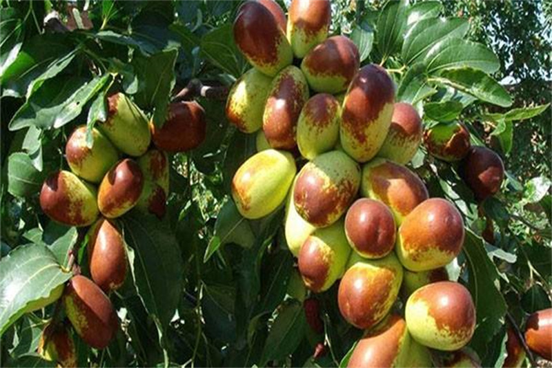 荷兰香蜜杏苗 荷兰香蜜杏树苗的栽植方法