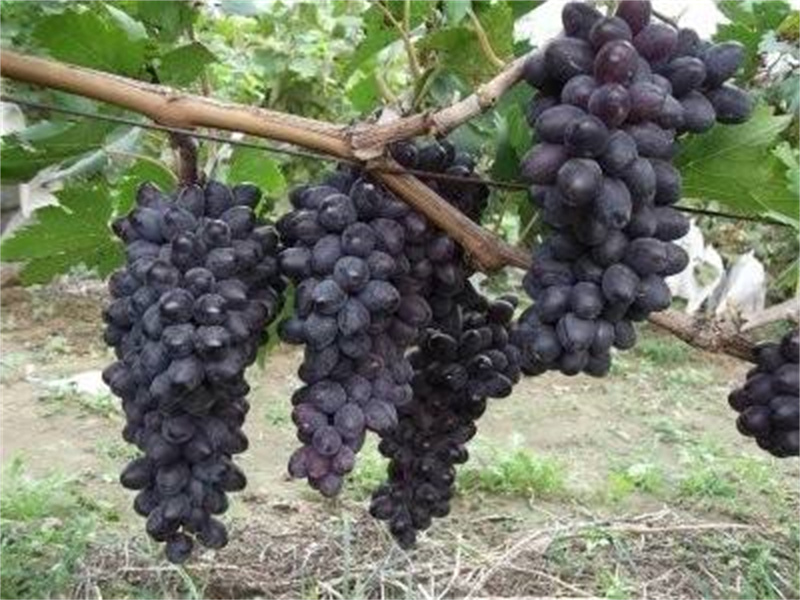 葡萄栽植技术