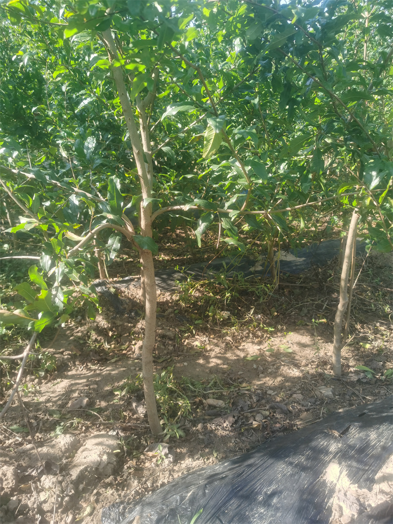 软籽石榴树 怎么才能利于突尼斯软籽石榴树苗花芽分化