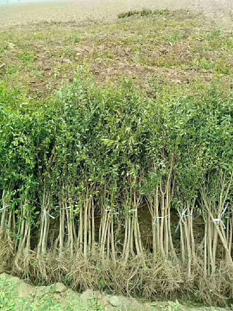 软籽石榴树 怎么才能利于软籽石榴树苗花芽分化