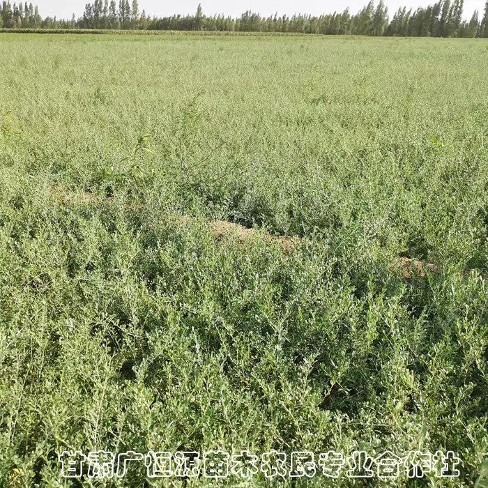 1年生40公分白刺苗 绿化造林白刺树苗