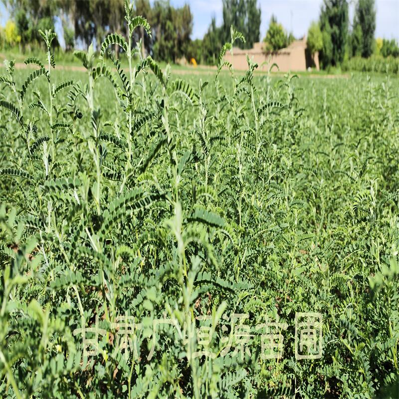 砂生槐基地 1年生砂生槐苗圃 大田砂生槐產(chǎn)地