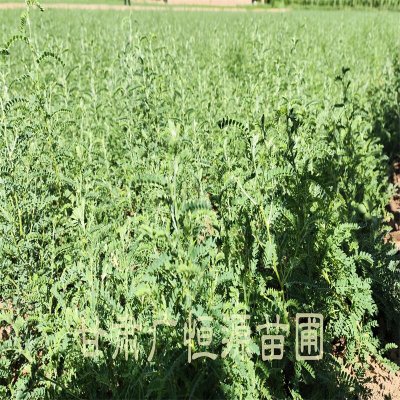 1年生砂生槐 甘肅砂生槐苗木供應(yīng)商