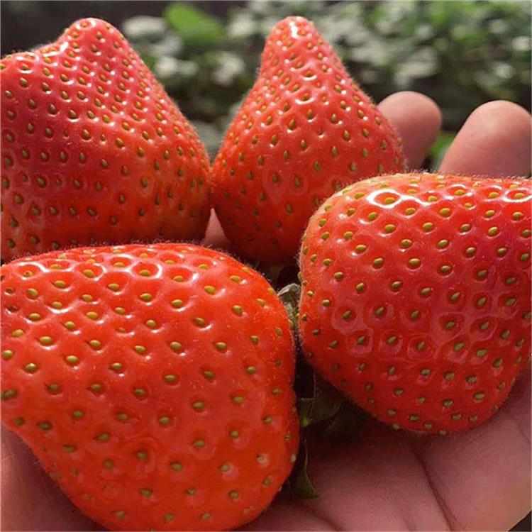 甜宝草莓苗_淄博法兰地草莓苗价格_草莓苗特点