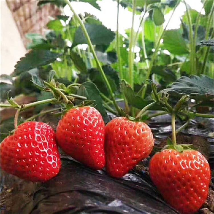 章姬草莓苗_临沂红颜草莓苗新品种_培育草莓苗方法