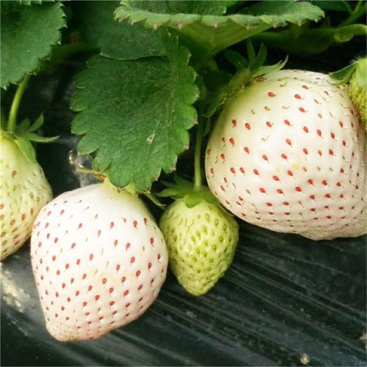种植草莓苗_东营法兰地草莓苗基地_培育草莓苗方法