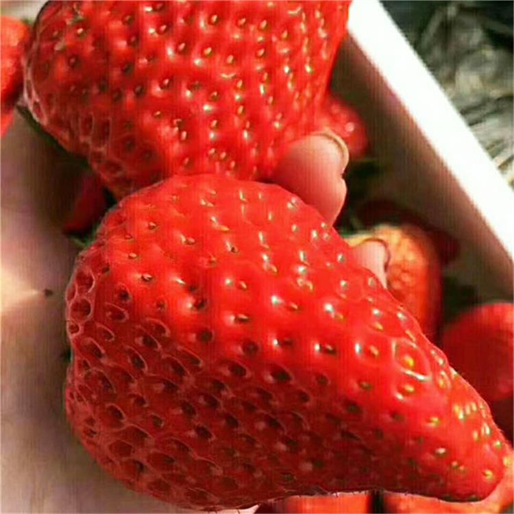 济宁奶油草莓苗批发_甜宝草莓苗