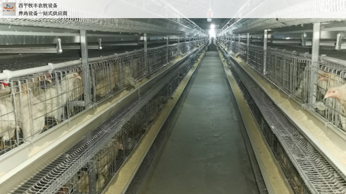 蛋鸡笼自动化养鸡料线 西平牧丰农牧设备供应